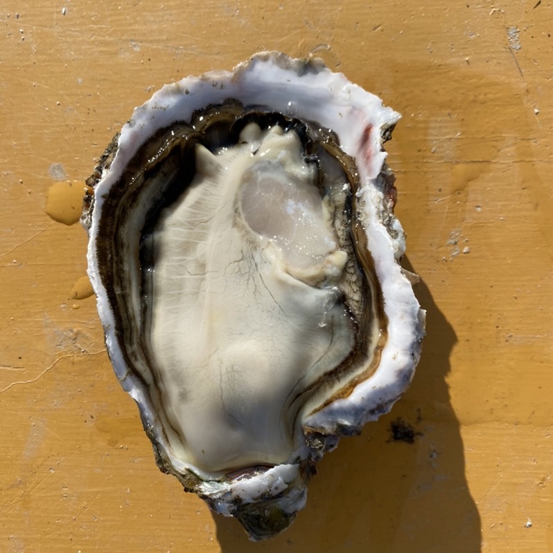 Iwakaki Oysters